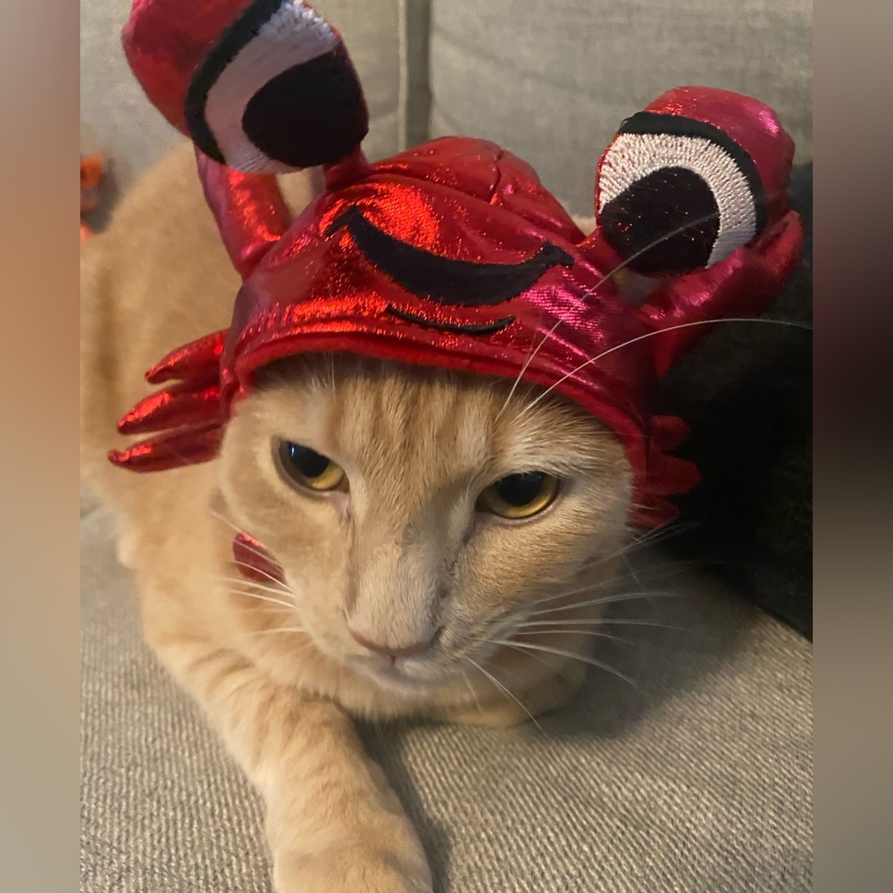 Cat/dog Crab Costume One Size